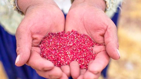 Perú se consolida como primer productor y exportador de Quinua en el mundo