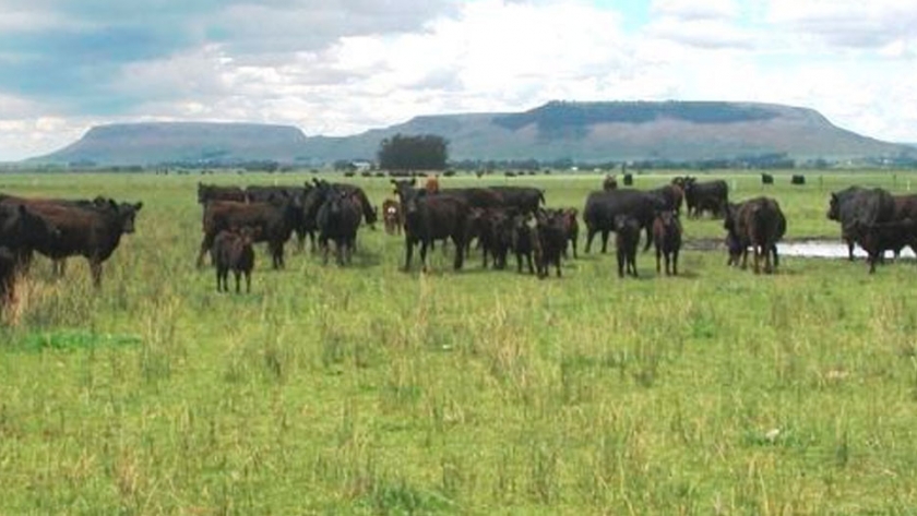 Profertil analiza cuáles son las claves para la nutrición de pasturas