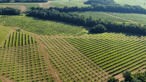 USDA awards $24M to propagate, Rodale Institute & Others for accessible agroforestry in the Mississippi River Basin