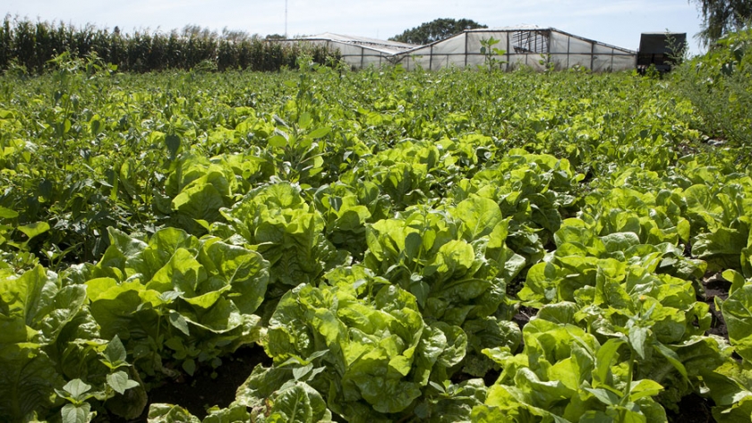 Buenas Prácticas Agrícolas para la producción de frutas y hortalizas: animales en el predio