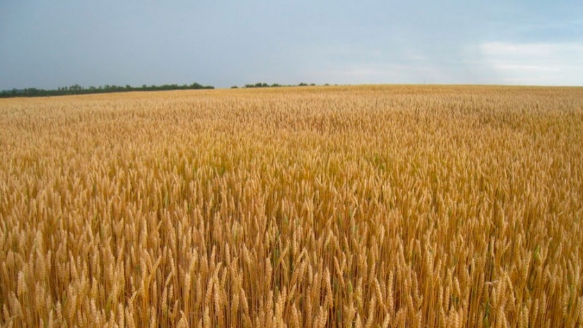 Brasil analiza quitar las ventajas arancelarias que tiene el trigo argentino