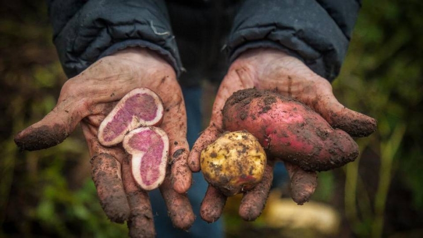 Snacks artesanales: la receta para incentivar el consumo de papas nativas en Colombia