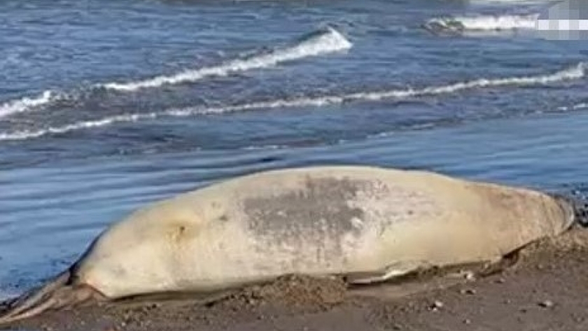 La provincia recuerda cuales son las indicaciones a seguir ante la circulación de gripe aviar en mamíferos marinos