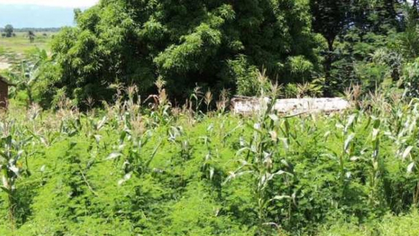 La Mimosa diplotricha, otra amenaza para la agricultura en África
