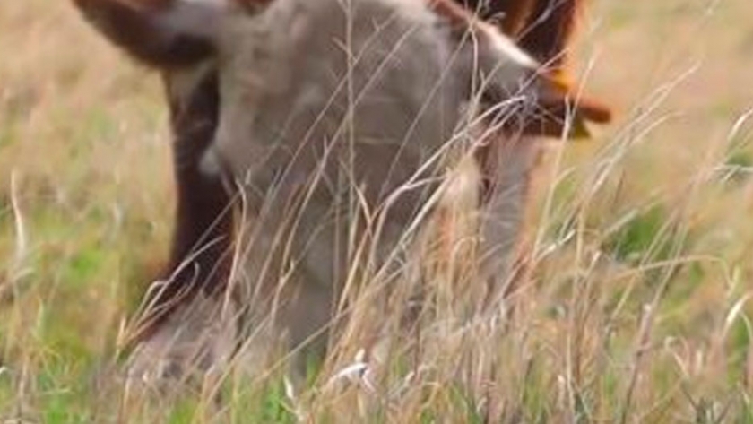 Luego del cimbronazo de diciembre, Víctor Tonelli espera algunas semanas de calma en el mercado ganadero