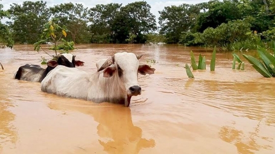 Estrategias de suplementación: cuidando el bienestar del ganado en tiempos de inundaciones