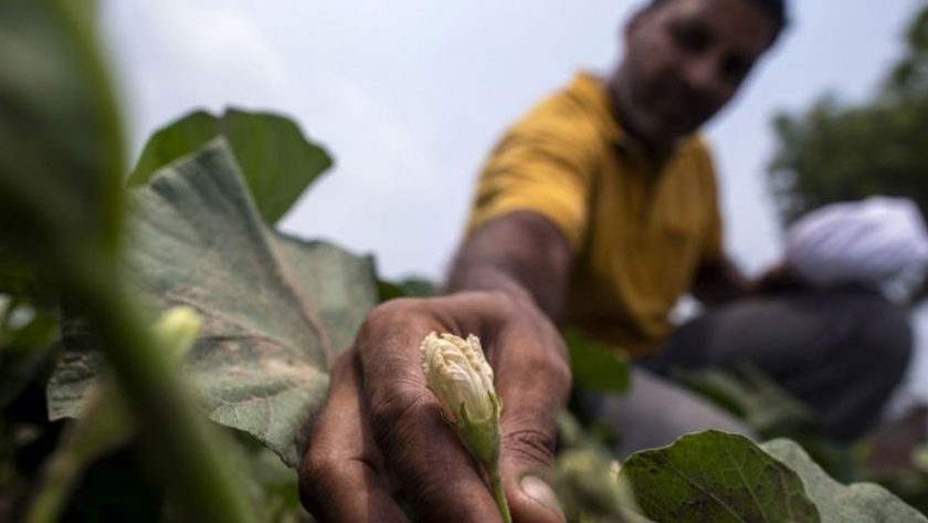 Crisis de agua empuja a agricultores de India a nuevos cultivos 
