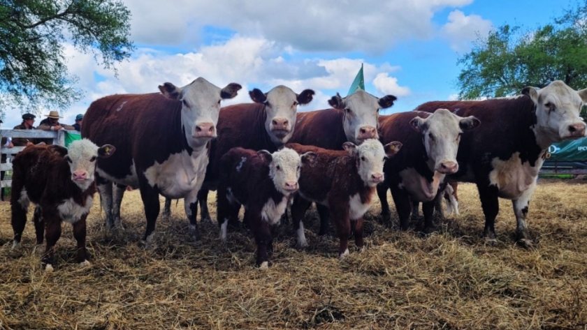 Pruebas pastoriles: el camino hacia una carne de mayor calidad