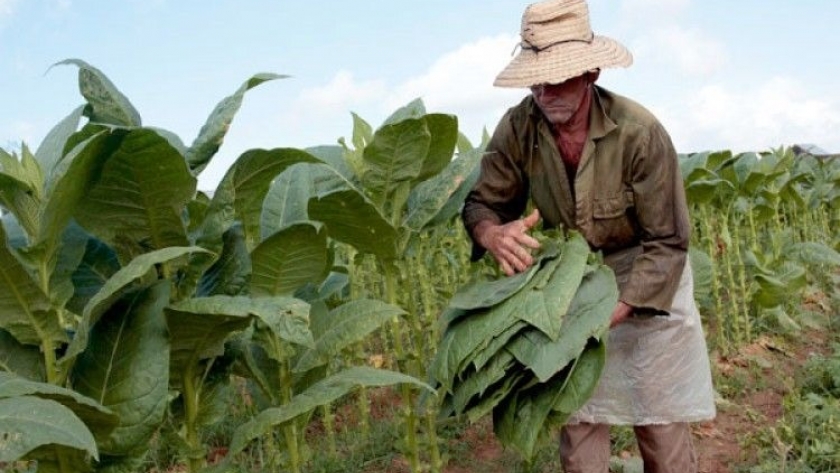 Agricultura acordó con productores tabacaleros la distribución del 80% del Fondo Especial del Tabaco (FET)