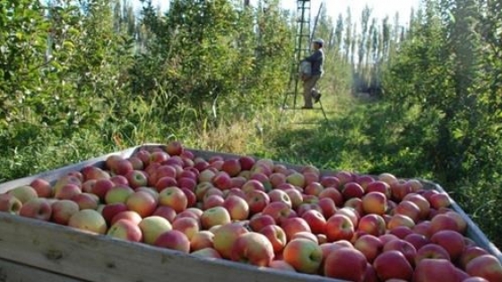 Los envíos al exterior de peras y manzanas de Río Negro tuvieron el mejor primer trimestre en tres años.