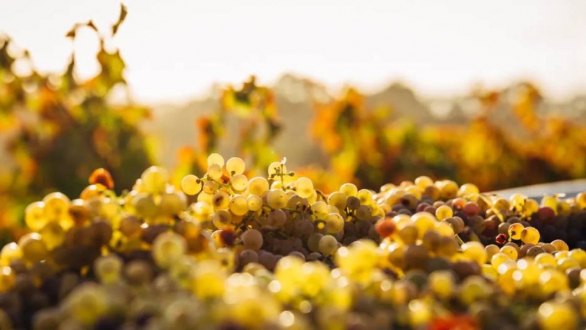 Biovid: la tienda virtual de vinos orgánicos, naturales y biodinámicos que abrió en pandemia y no deja de crecer