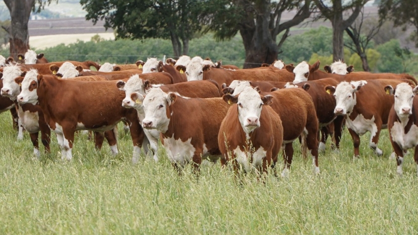 Menos hacienda y más retención: la faena vacuna cayó 12,9% en agosto