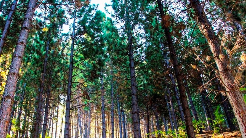 Chubut recibió más de 13 millones de pesos para el manejo y protección de los bosques nativos