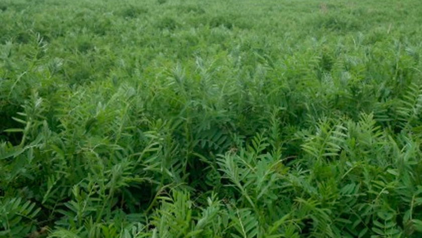 Control de malezas y promoción de resiembra natural de vicia villosa en el sudoeste semiárido