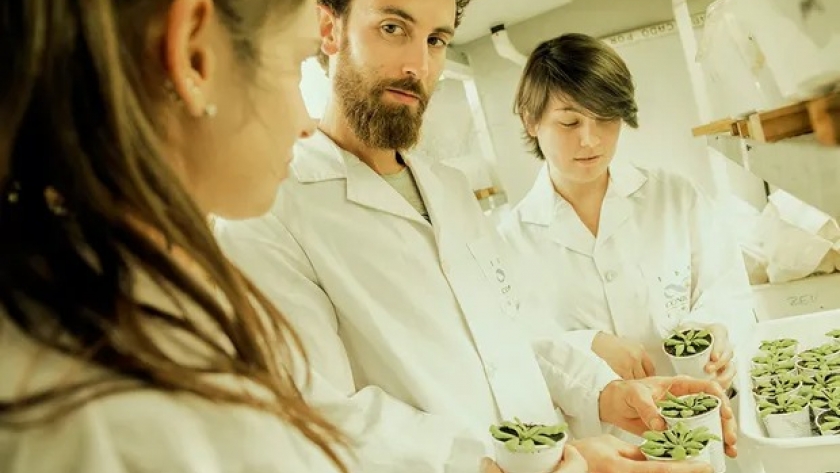 Los argentinos que descubrieron un gen que acelera el crecimiento de las plantas
