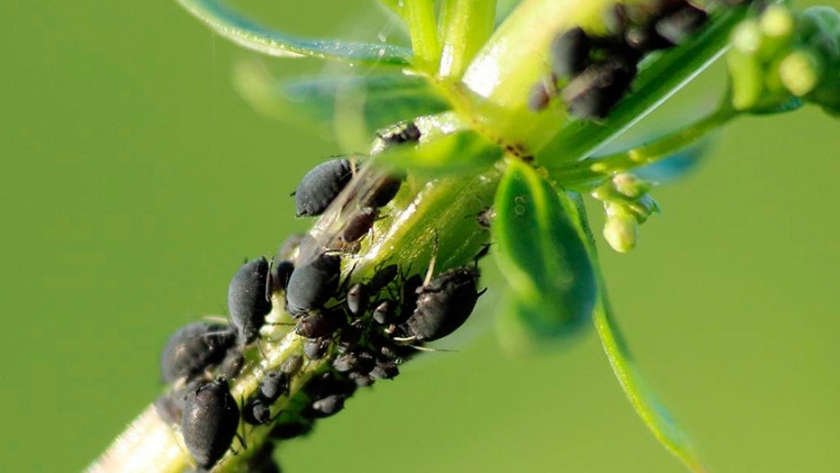 Botiquín verde: cómo armar biopreparados para combatir plagas y enfermedades
