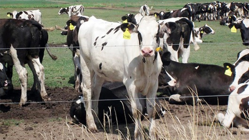 A los números: ¿cuándo se repaga una vaca en el tambo?