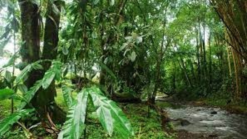 Faltan estudios sobre efectos de pesticidas en bosques tropicales