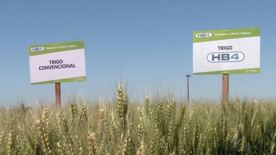 El debate por el trigo transgénico volvió a generar múltiples cruces y chicanas en la cadena cerealera