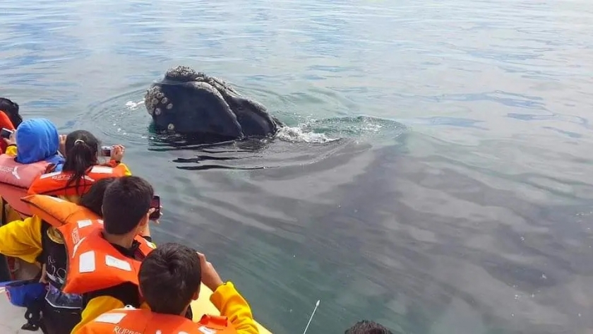Avistaje de Fauna Marina: miles de turistas ya vivieron la inigualable experiencia en el Golfo San Matías