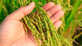 Crecimiento en la siembra de arroz: Entre Ríos aumenta su área cultivada para el ciclo 2024/25