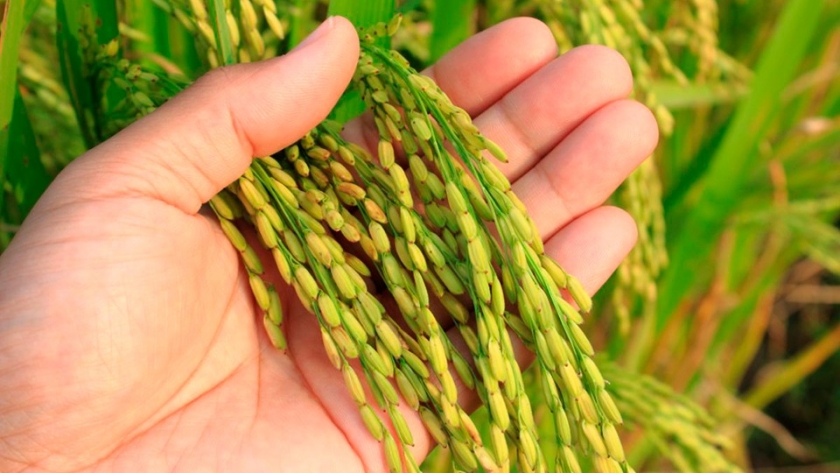 Crecimiento en la siembra de arroz: Entre Ríos aumenta su área cultivada para el ciclo 2024/25