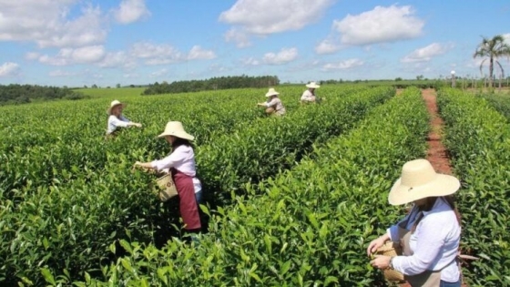 Productores misioneros piden la suba del precio del té