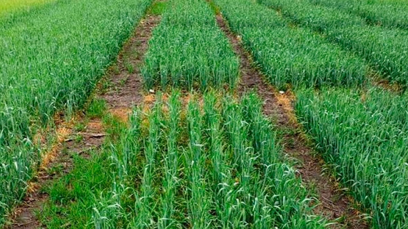 Tecnología de punta para que el trigo llegue a un nuevo récord