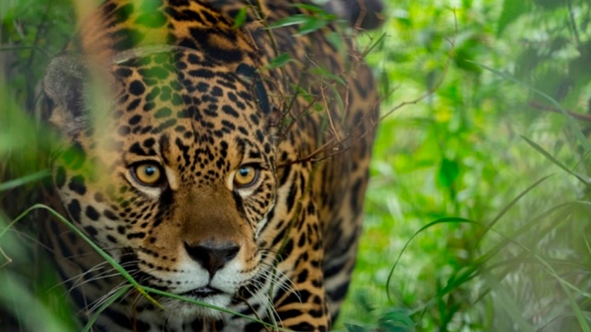 Misiones impulsa la agenda de biodiversidad
