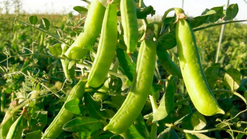 Cultivos de invierno: estado de arveja, trigo y cebada en el núcleo agrícola