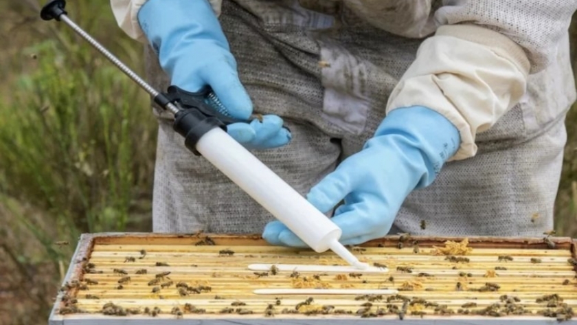 Este lunes comienza la entrega de la segunda dosis contra la varroa
