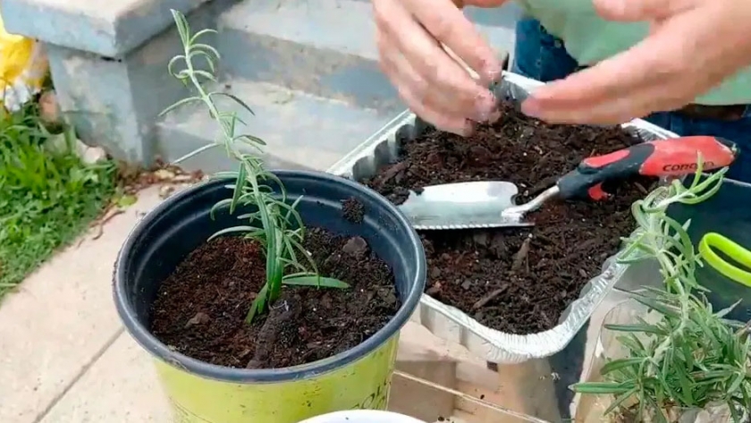 Cómo reproducir una planta de romero