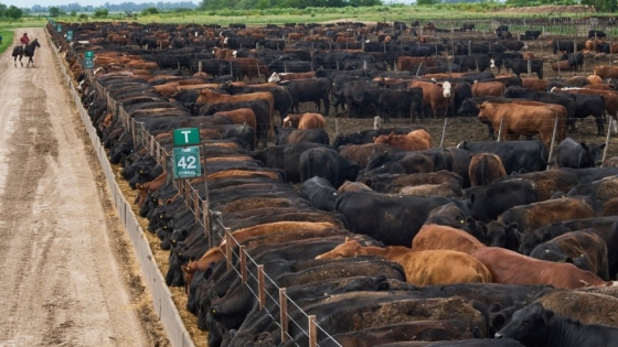 Feedlots elevan la ocupación de corrales y apuntan a sumar más kilos para abastecimiento de los mercados