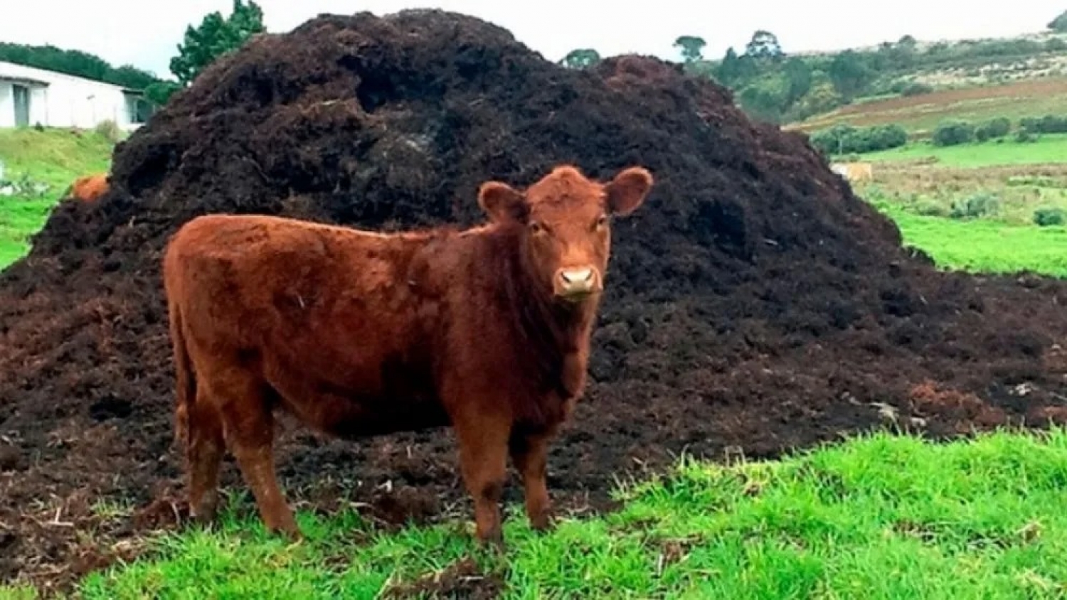 El estiércol se transforma en recurso estratégico y redefine la rentabilidad de la ganadería