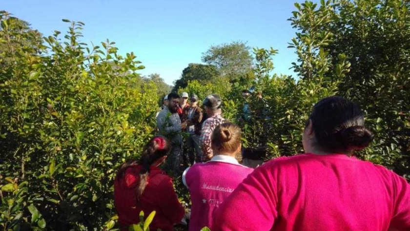 Capacitación para yerbales sustentables en Colonia Esmeralda
