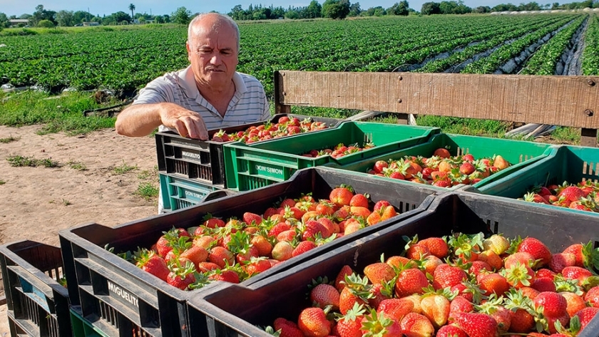 Los García: pasión por las frutillas 