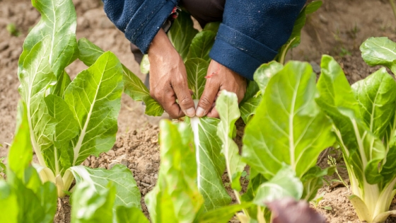 El INTA impulsa invernaderos escuelas para promover la soberanía alimentaria