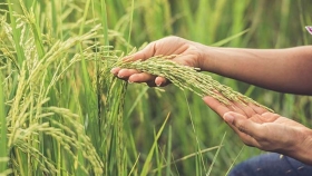 Sostenibilidad en el cultivo del arroz