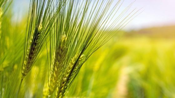 Nourishing wheat: the best fertilizers for bountiful harvests