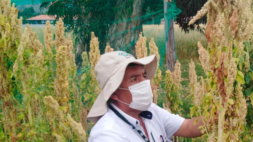 INIA 438-Acollina, la nueva variedad de quinua con alto valor nutricional