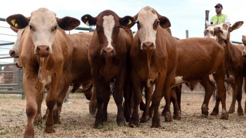 El RENATRE participó de la Mesa del ProNaPre en Ganadería en Misiones