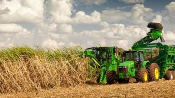Desregulación y nuevas estrategias: ¿cómo afecta a la industria azucarera?