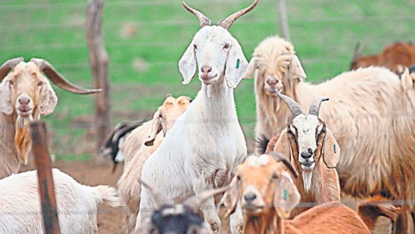La Primera explora destinos en el exterior para llevar su leche de cabra