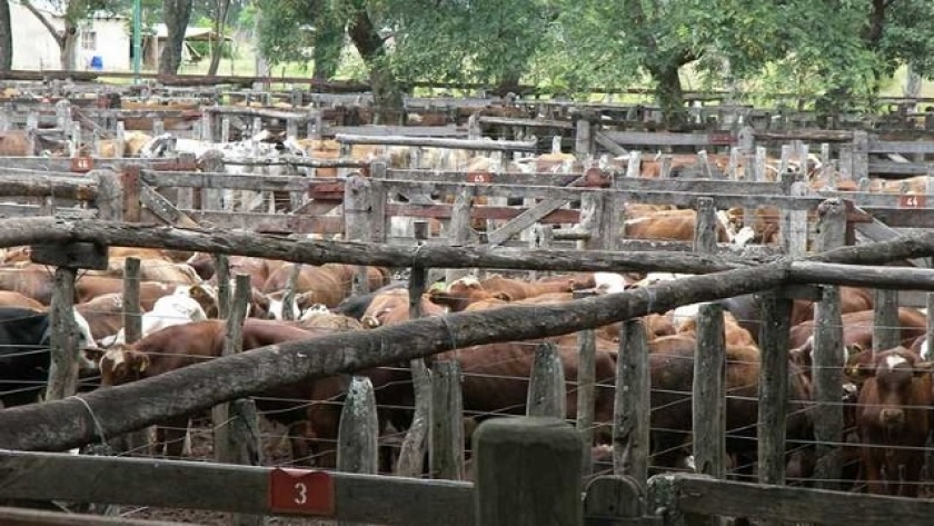 Pequeños productores ganaderos tienen su propio remate-feria