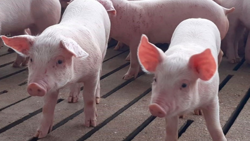 Bioter es la primera empresa argentina que cuenta con una línea de productos 100% libre de antibióticos
