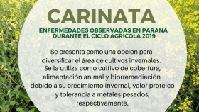 Carinata (Brassica carinata): enfermedades observadas en Paraná, Entre Ríos, durante el ciclo agrícola 2019