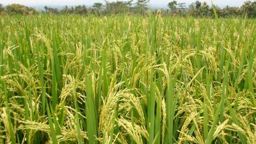 Brasil analiza eliminar temporalmente aranceles a importación de soja, arroz y maíz