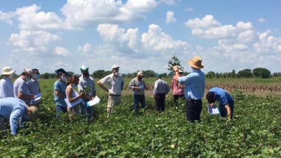 Primera jornada técnica del año sobre algodón: presencial y con recorrida a campo