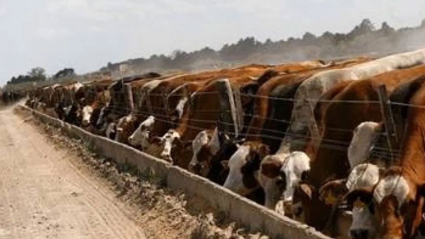Se recuperó el nivel de ocupación de los feedlots argentinos: cuáles son los factores que explican el fenómeno