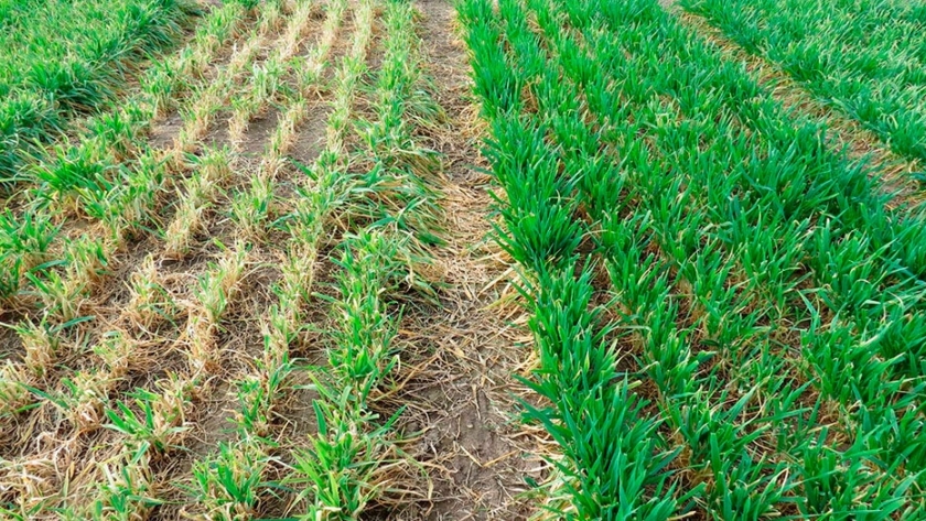 Una página web permite comparar la producción de pasto de cebadas pastoriles
